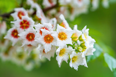5 YELLOWHORN TREE Xanthoceras Sorbifolium aka Goldenhorn, Raintree, Chinese Flowering Chestnut - White Yellow Red Fragrant Flower Seeds